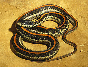 an adult texas garter snake from seward county kansas i